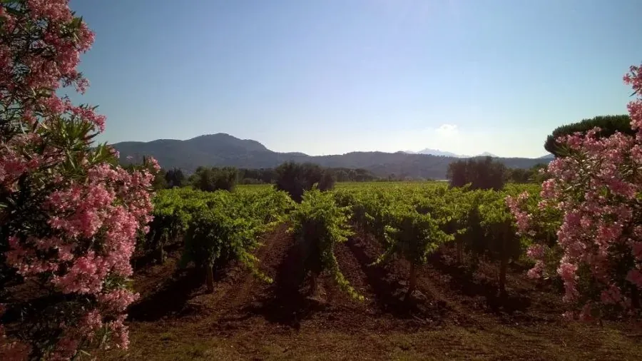 Viñedos de Elba enmarcados por adelfas en flor
