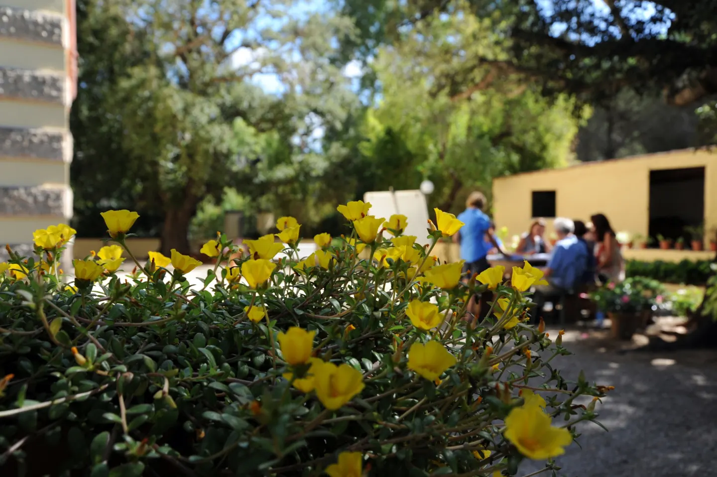 Des fleurs dans le jardin de la Villa Teresa et un groupe en cours à l’arrière-plan